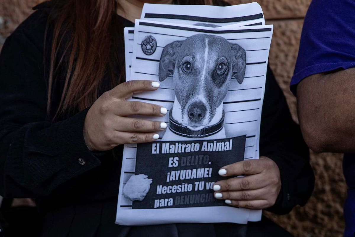 Que los casos de crueldad animal sean sancionados con mayor severidad y no queden impunes. Foto: Border Zoom