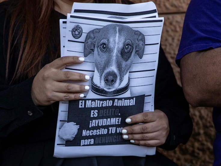 Exigen activistas sanciones más severas para el maltrato animal
