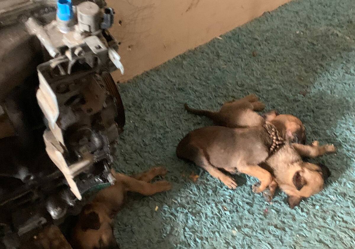 En el lugar había entre cinco y seis cachorritos que fueron rescatados.