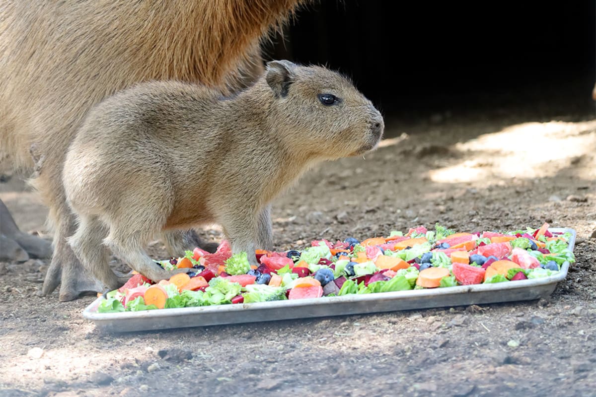 Nace capibara en Bioparque Estrella y roba el corazón de todos en redes sociales