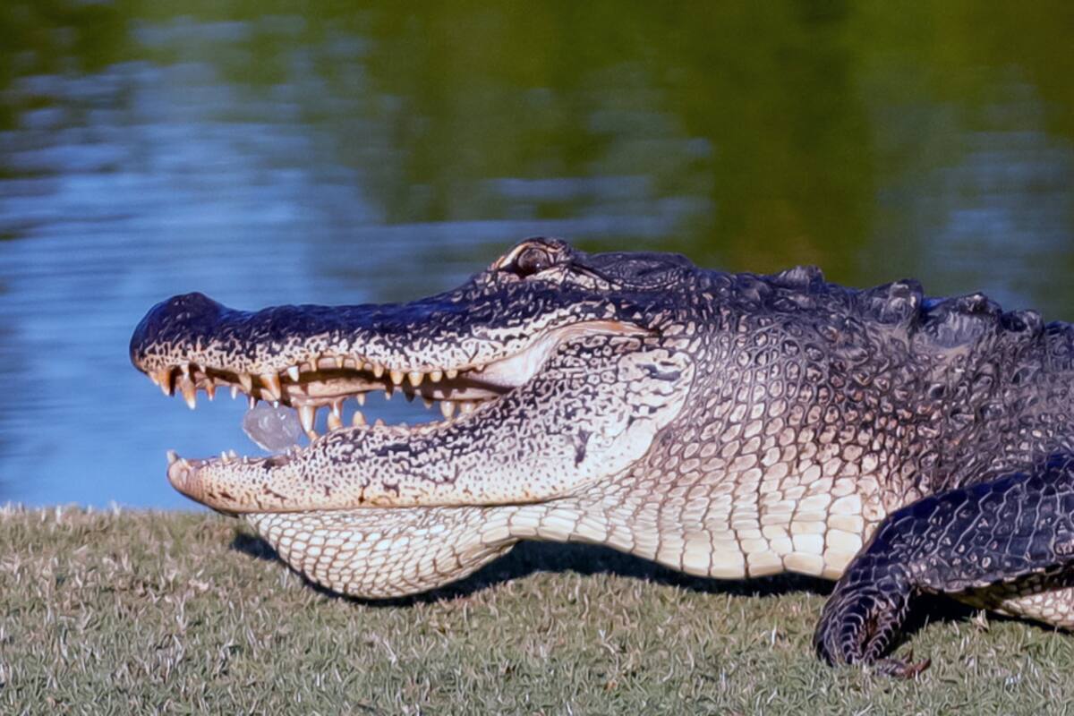 Caimán intenta comerse una tortuga, fracasa y se convierte en protagonista de burlas