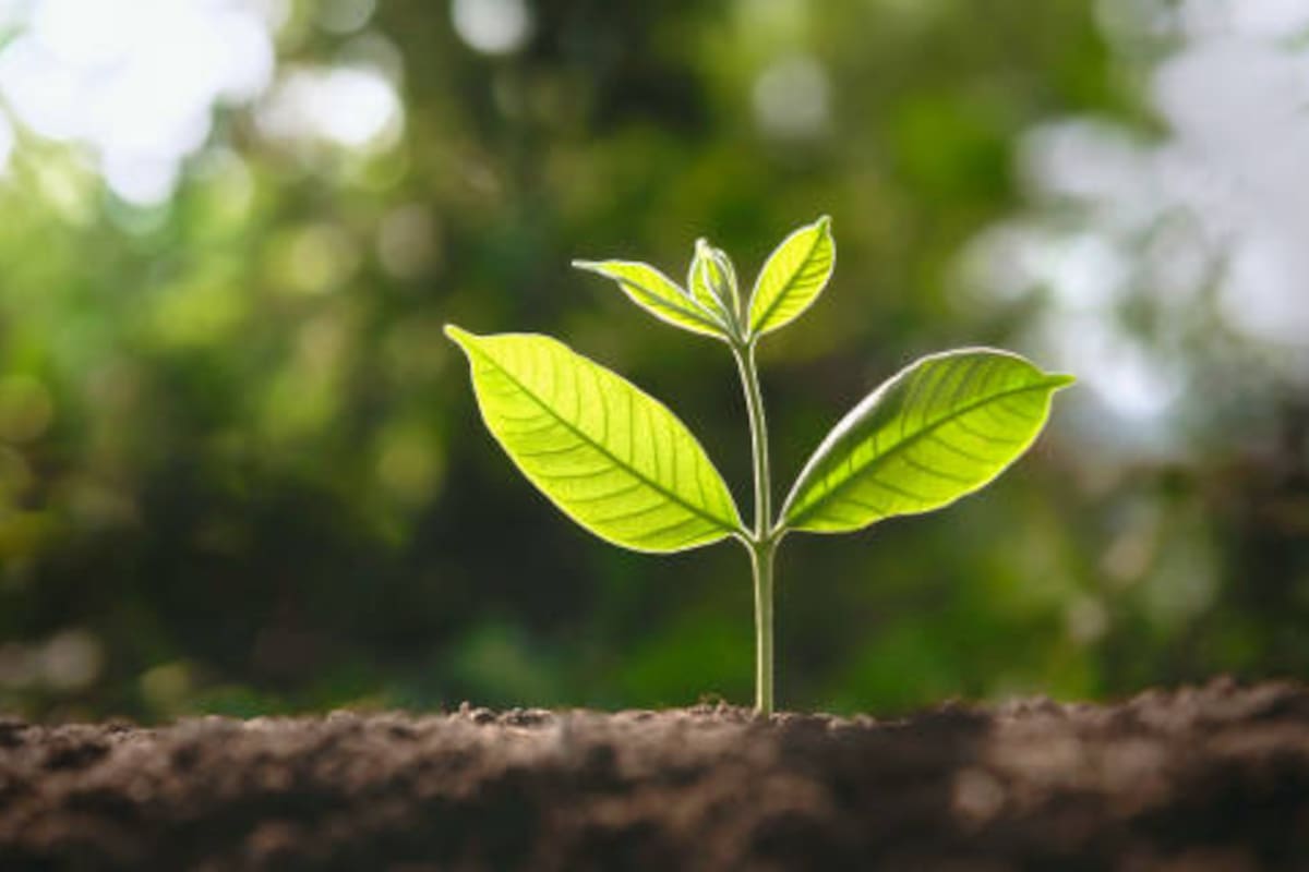 Cientos de familias acuden a viveros municipales por donación de hasta 3 plantas