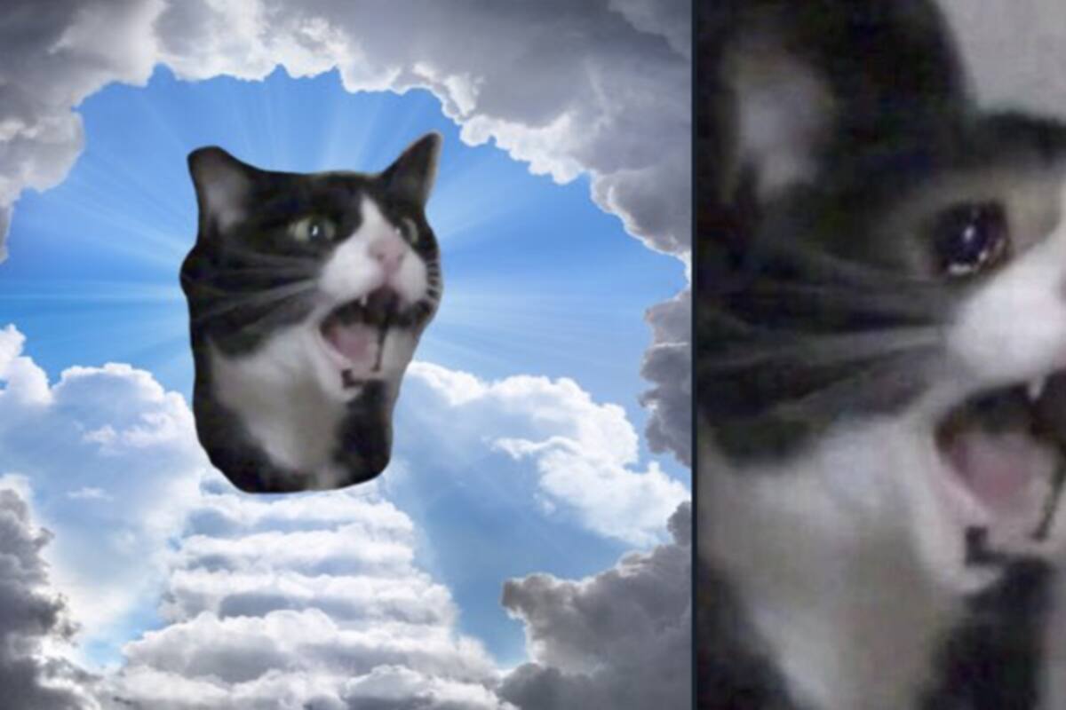 Fallece la 'gata que grita', un icono de los memes