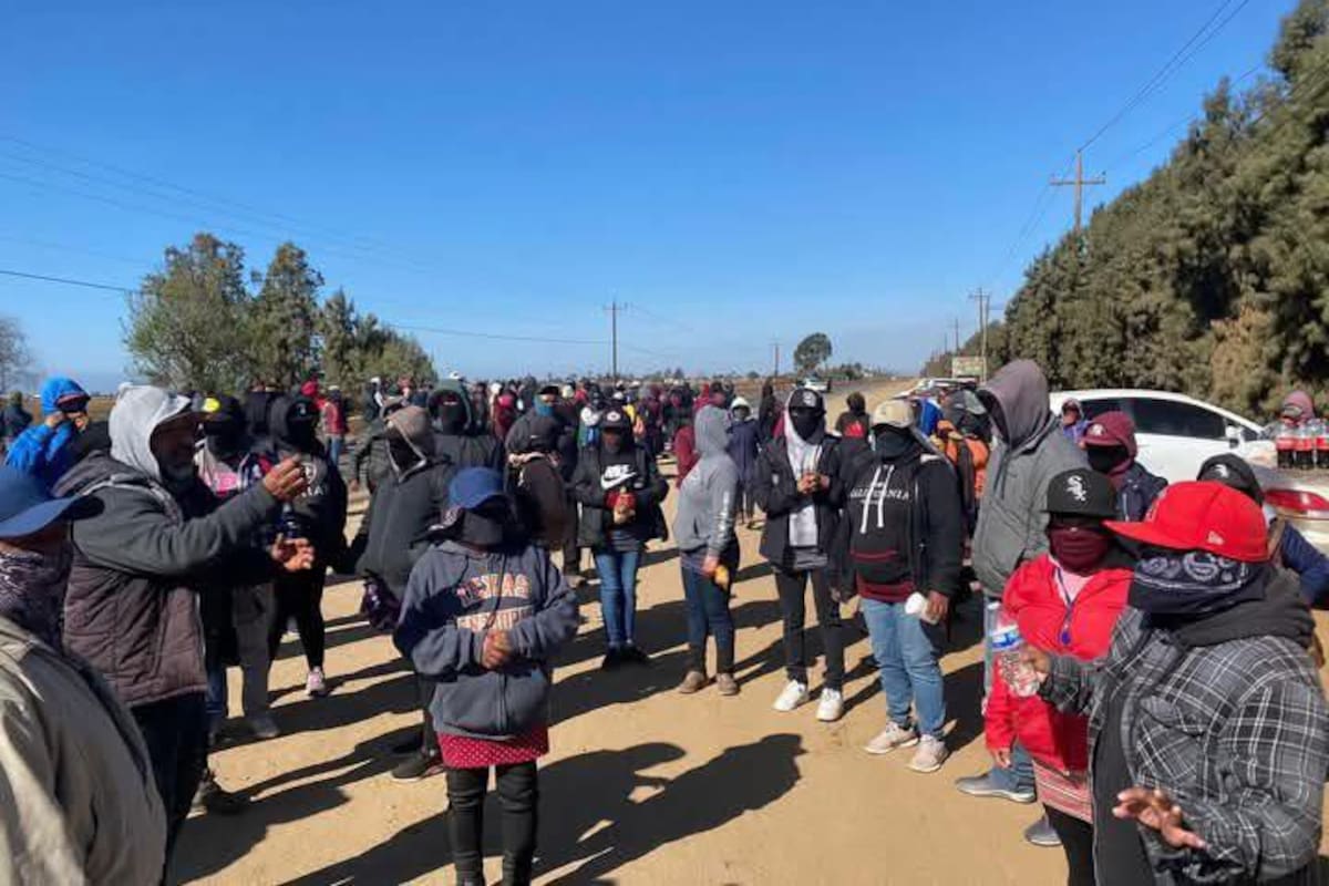Jornaleros de San Quintín afirman haber sido despedidos injustificadamente