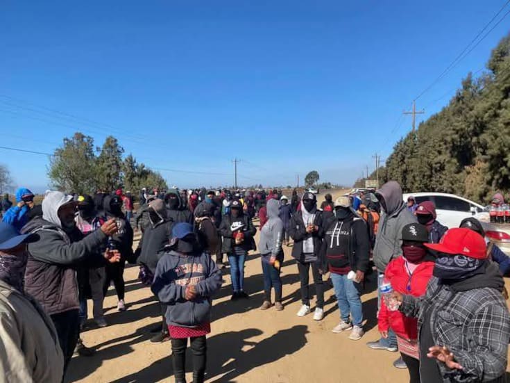 Jornaleros de San Quintín afirman haber sido despedidos injustificadamente