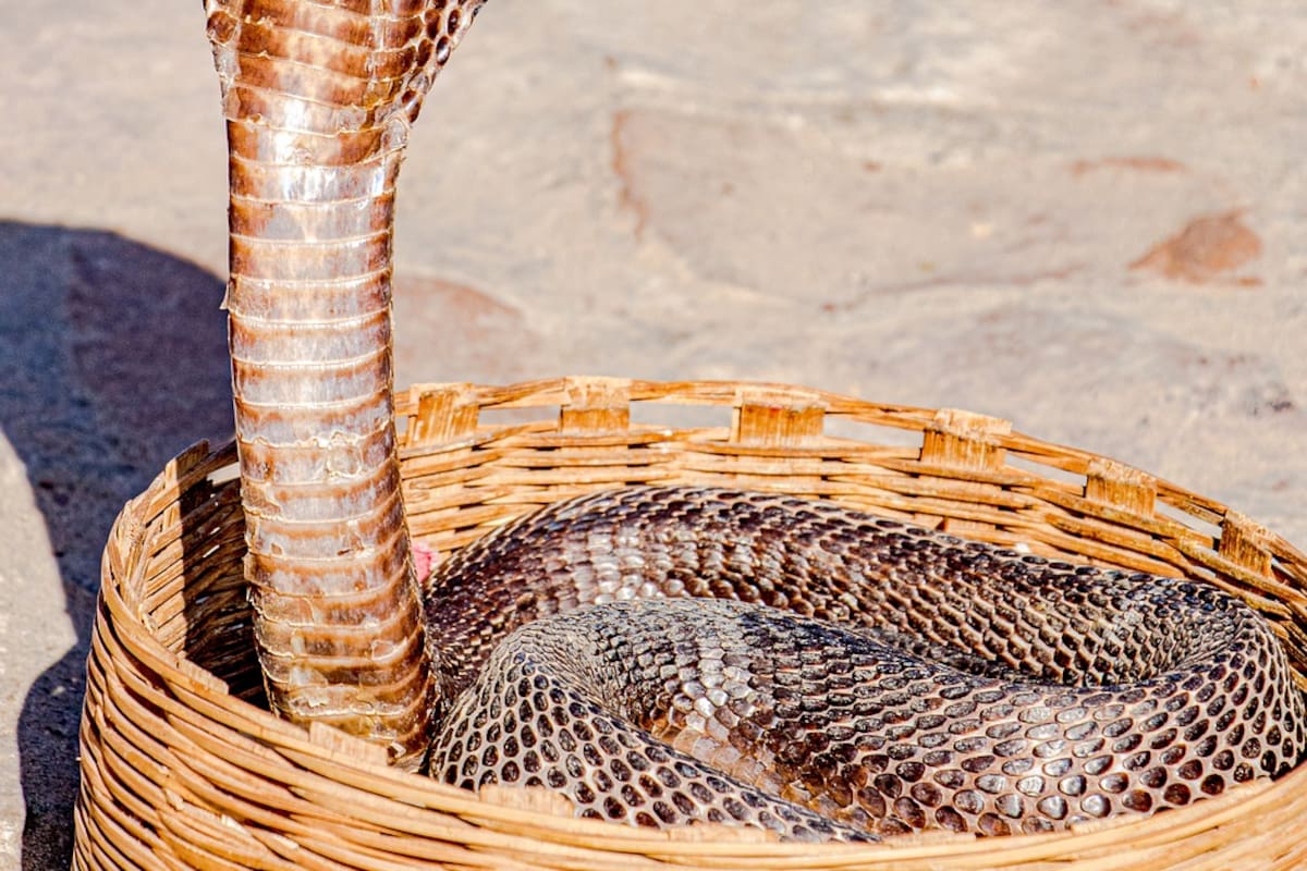 Cuatro datos que no sabías de las cobras naja