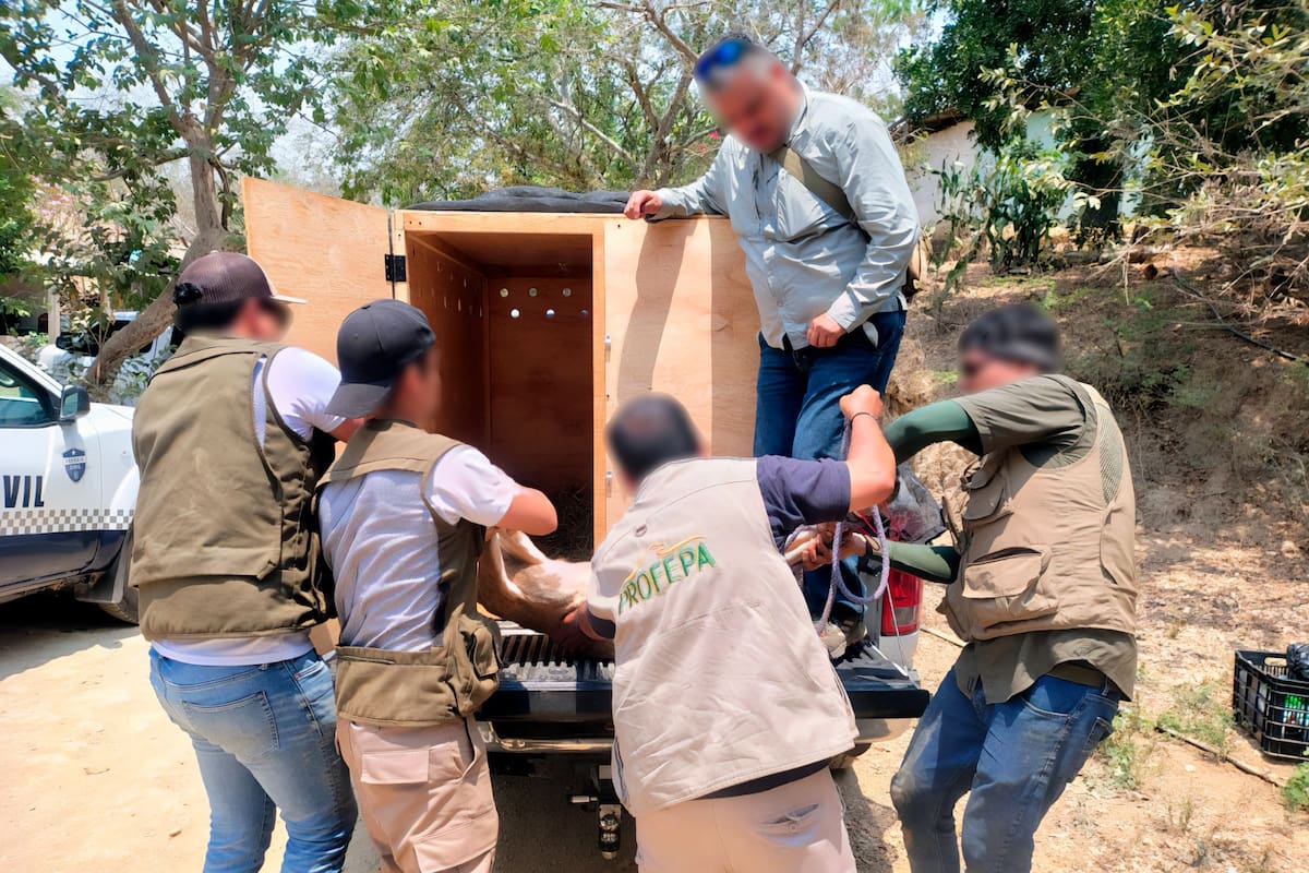 Activista denuncia decomiso de venados en Michoacán; Profepa realizó aseguramiento por falta de permisos