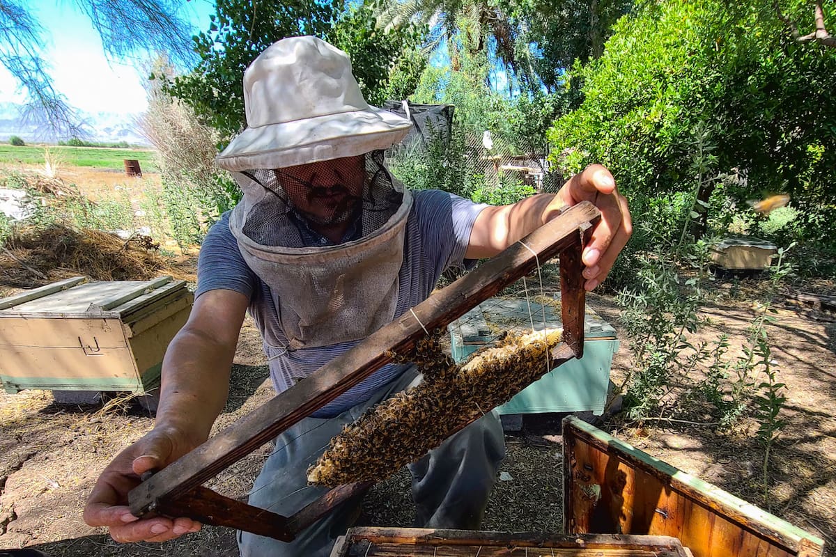 Alertan por enjambres de abejas en SLRC con el aumento de temperaturas