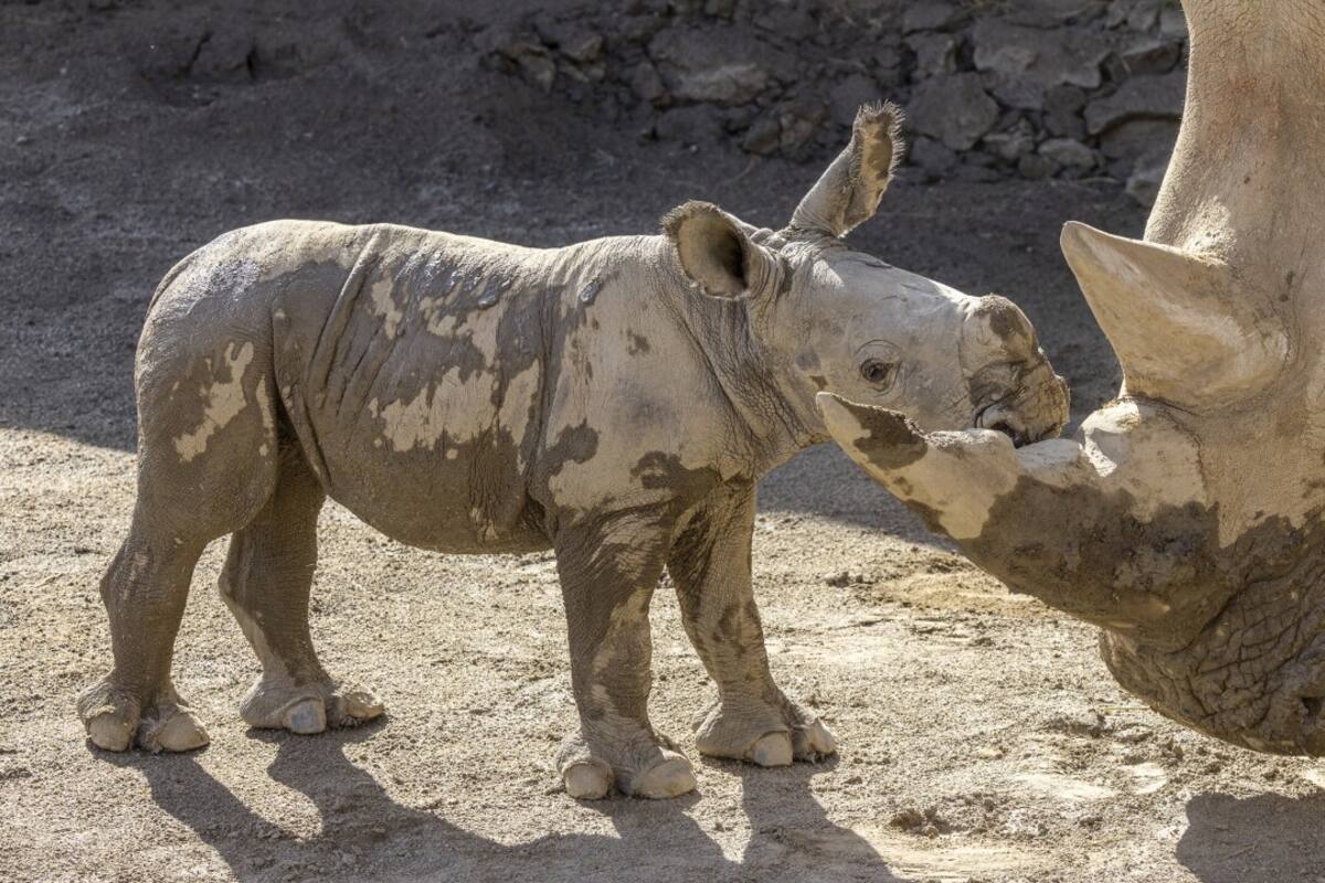 Gozan de buena salud rinoceronte blanco del sur y su madre nacido en San Diego Zoo Safari Park