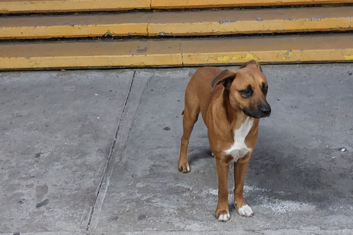 Estudiantes piden ayuda para perro callejero