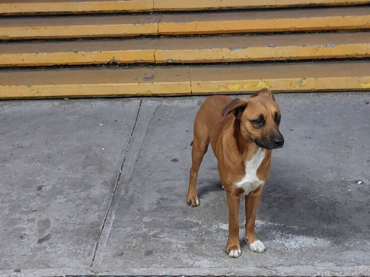Estudiantes piden ayuda para perro callejero