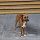 Estudiantes piden ayuda para perro callejero