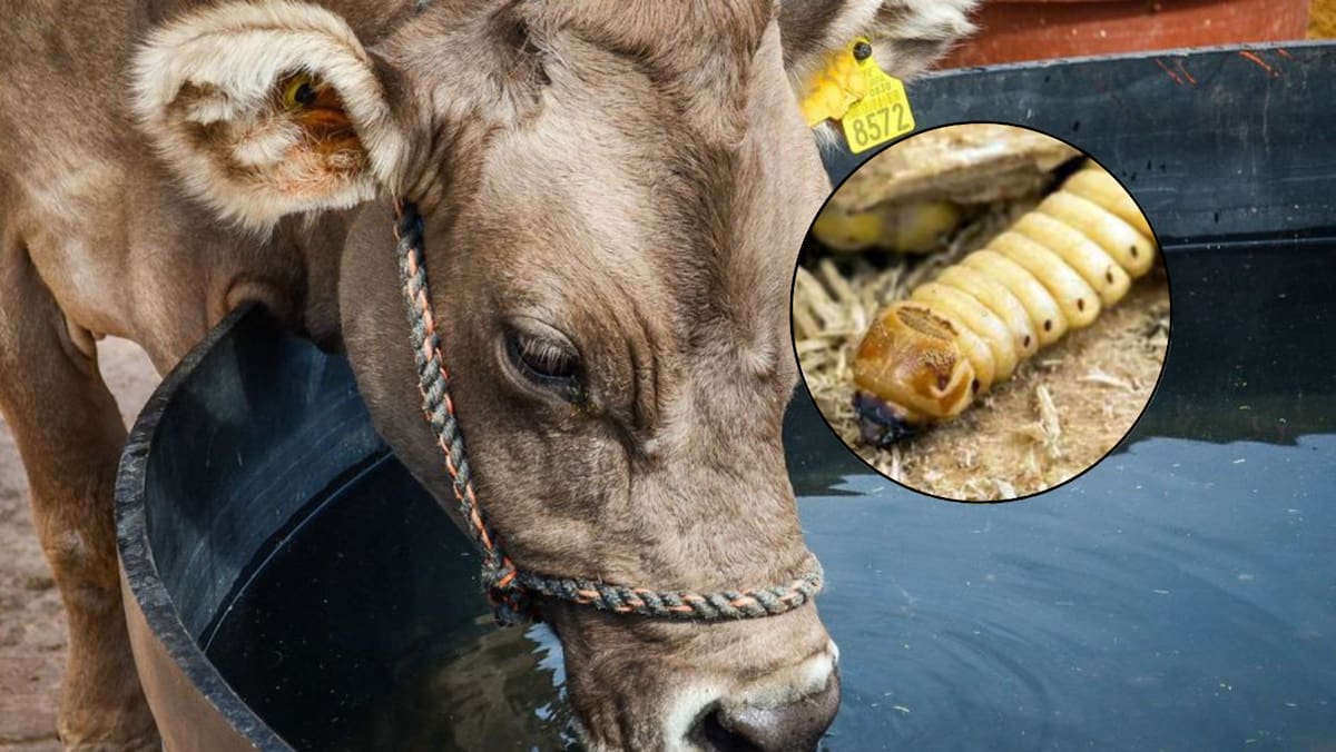 EE. UU. cierra frontera a ganado mexicano por amenaza del gusano barrenador. Foto: Cuartoscuro/ Milenio / GH