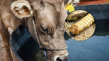 EE. UU. cierra frontera a ganado mexicano por amenaza del gusano barrenador