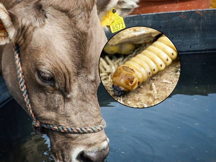 Pega a México el gusano barrenador: Imágenes y acontecimientos del 2025