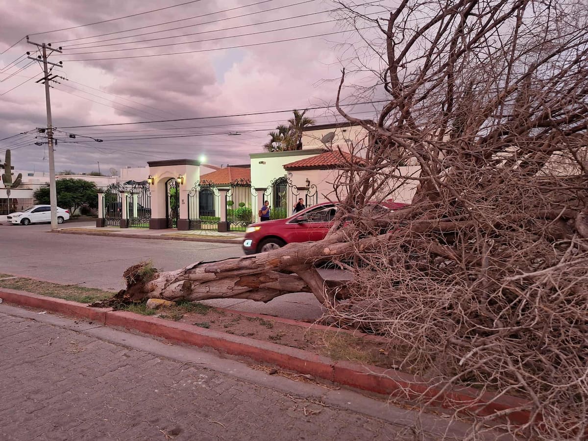 Vientos de hasta 50 km/h derribaron 13 árboles en Cajeme esta semana - Autoridades continúan con podas preventivas para evitar accidentes. / Imagen por Mayra Echeverría.