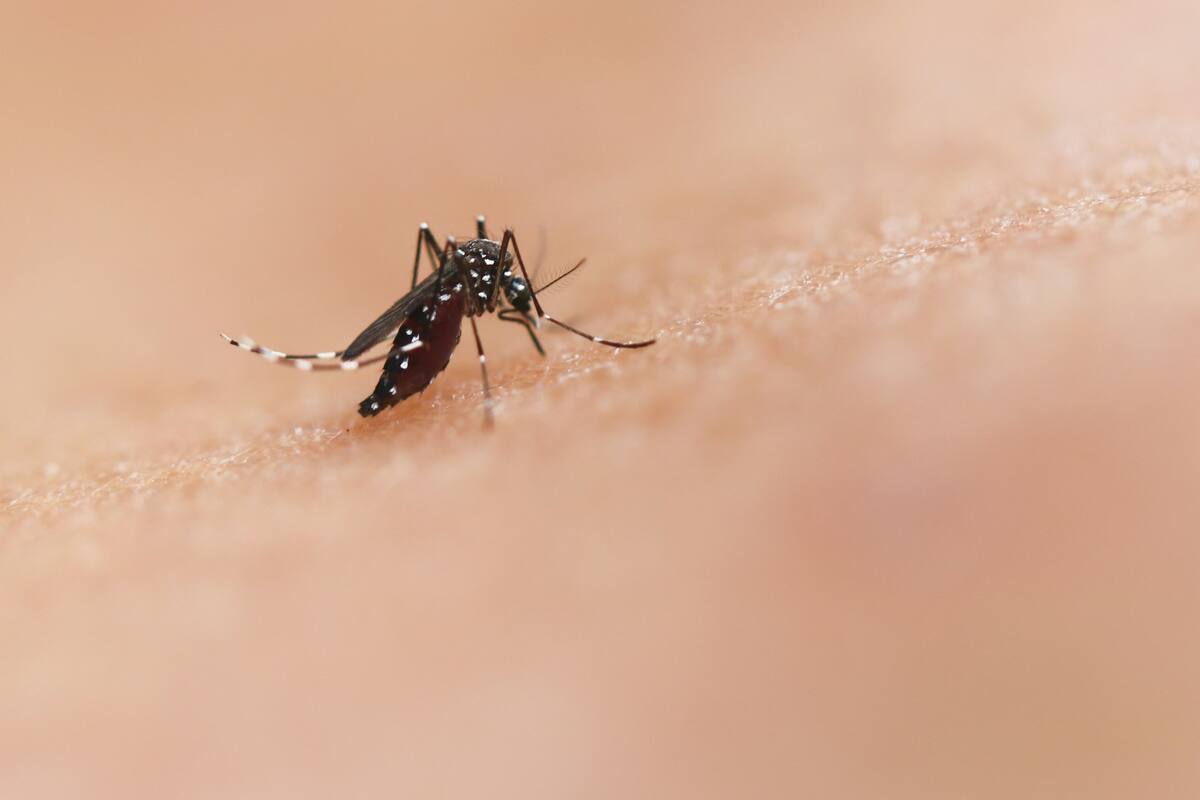 Enfermedad causada por el parásito Plasmodium, transmitida por la picadura de mosquitos infectados. FOTO: PEXELS