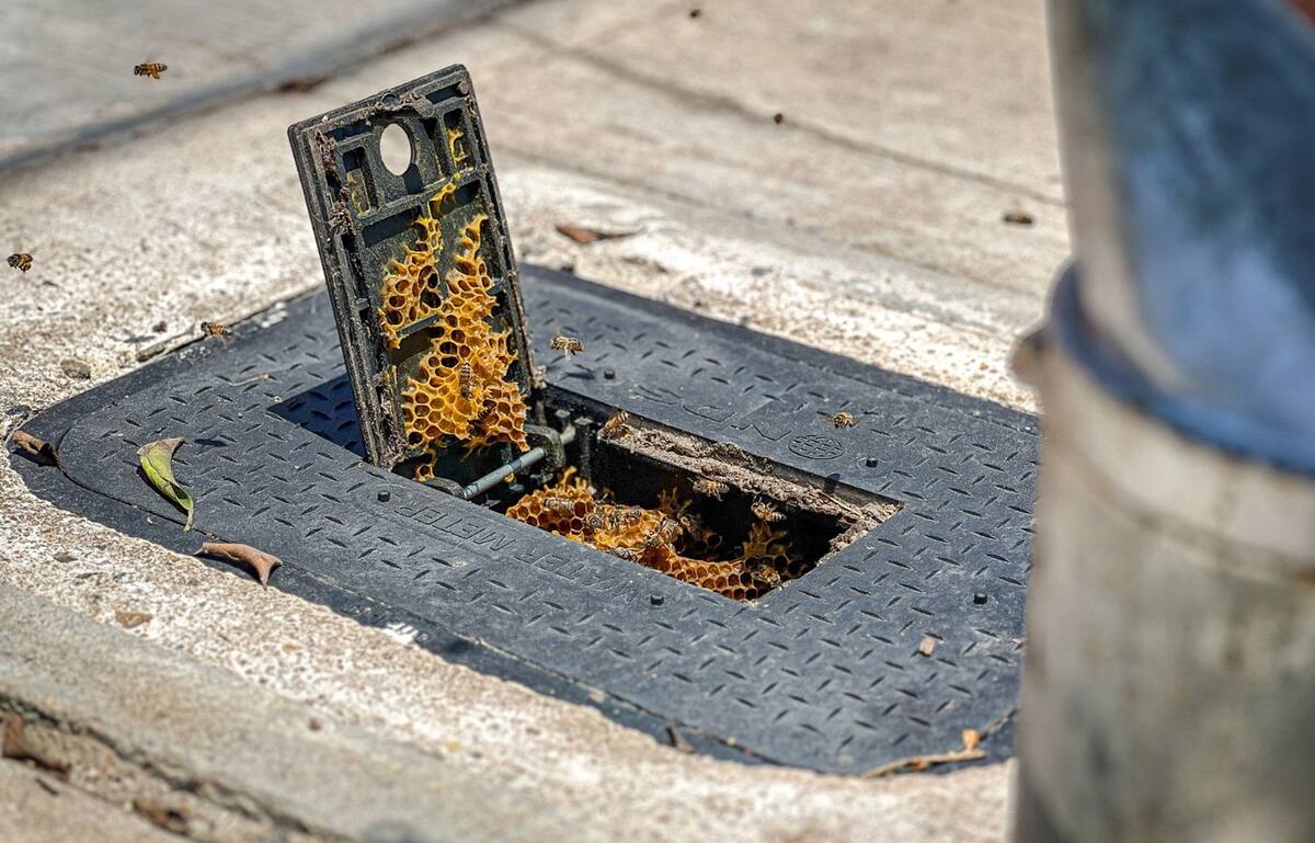La Cespe ha implementado un nuevo código para que a través del aparato lector se reporte específicamente la presencia de abejas en el registro de agua.