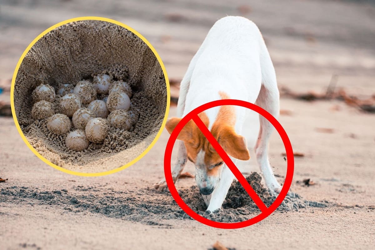 Cancún prohíbe el acceso de mascotas a las playas de julio a noviembre para proteger los nidos de tortugas, una medida federal indispensable para evitar que los perros desentierren o lastimen a las crías en las dunas