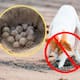 Cancún prohíbe el acceso de mascotas a las playas de julio a noviembre para proteger los nidos de tortugas, una medida federal indispensable para evitar que los perros desentierren o lastimen a las crías en las dunas