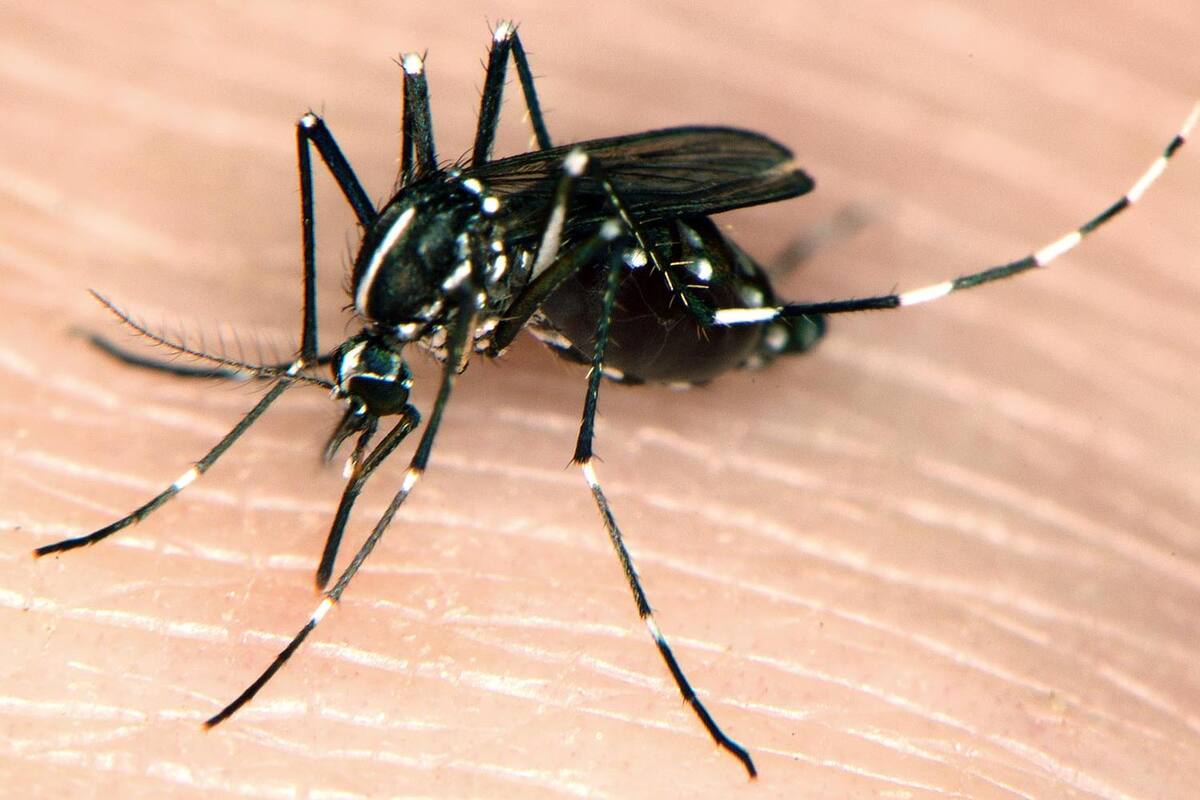IMSS alerta por posibles contagios de Covid y Dengue al mismo tiempo; garantiza atención integral