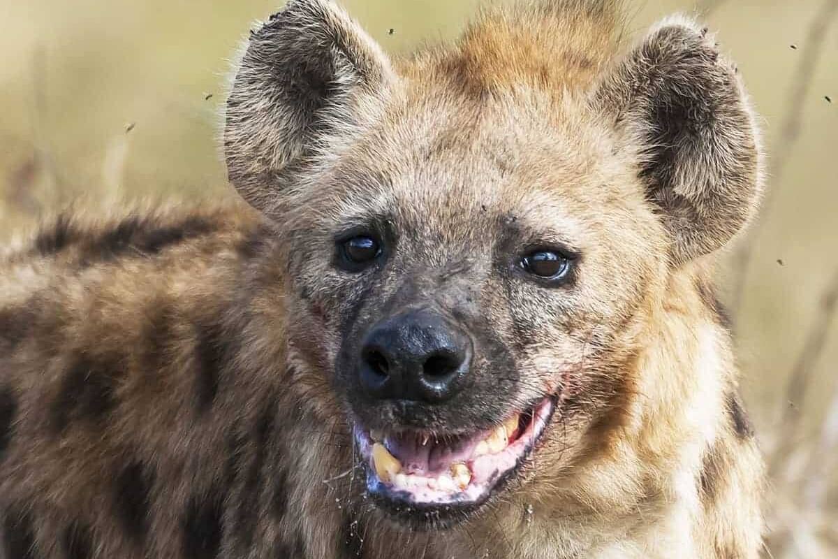 Hiena se roba un cachorro de leopardo
