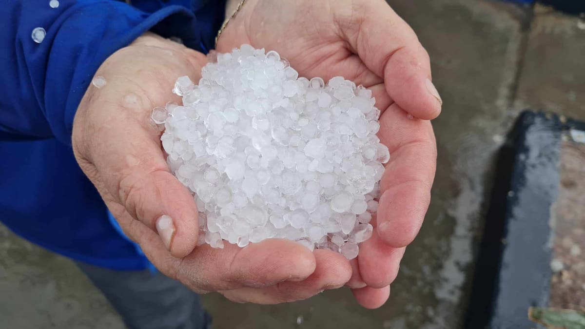 Granizada sorprende a Zapopan y cubre de blanco colonias del noroeste; lluvias provocan árboles caídos, vehículos varados y encharcamientos en el Área Metropolitana de Guadalajara