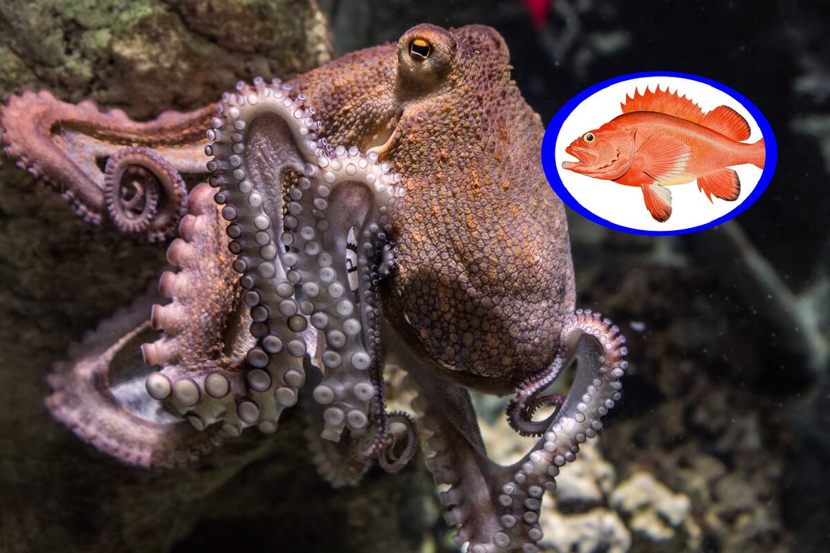 ¡Sorprendente! Un estudio revela que pulpos y peces podrían cazar juntos