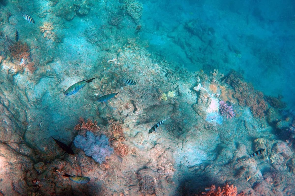Científicos encuentran un ecosistema único a 9 mil metros bajo el mar