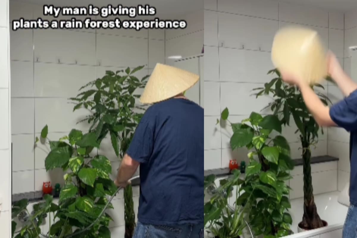 Joven sorprende a su pareja con una experiencia de “lluvia de bosque” para sus plantas: ¿realmente funciona?