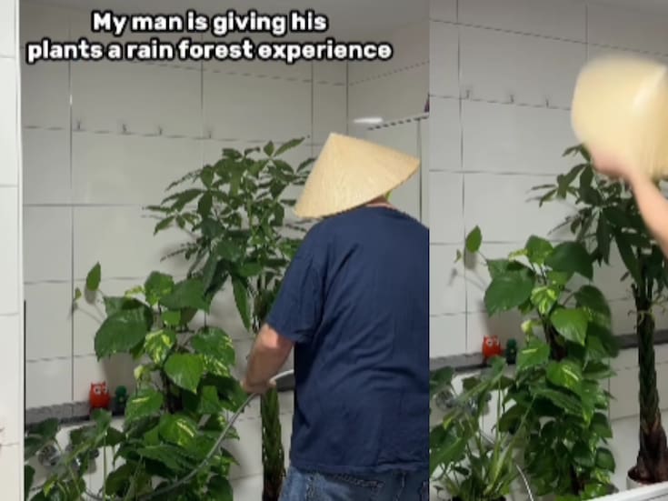 Joven sorprende a su pareja con una experiencia de “lluvia de bosque” para sus plantas: ¿realmente funciona?