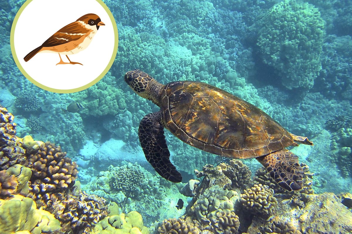 Cómo funciona la brújula interna de aves y animales marinos basada en magnetita