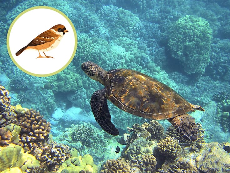 Cómo funciona la brújula interna de aves y animales marinos basada en magnetita