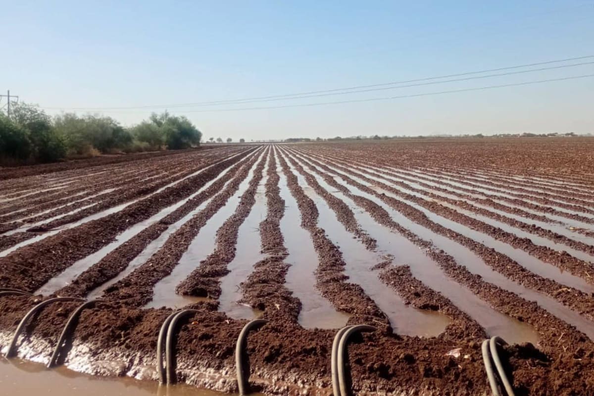 Inician riegos de presiembra en el Valle del Mayo