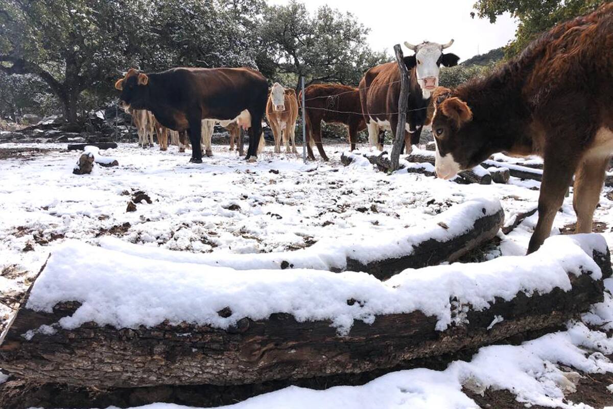 Masa de aire polar causará temperaturas congelantes en Sonora, Chihuahua, Coahuila y Durango