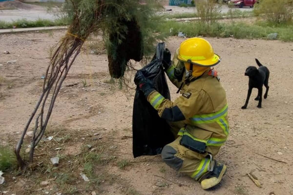 Reciben bomberos de Cajeme hasta 18 llamados por abejas al día