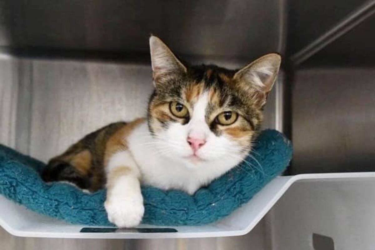 Aparece gato luego de 3 años perdido después del desastre de California