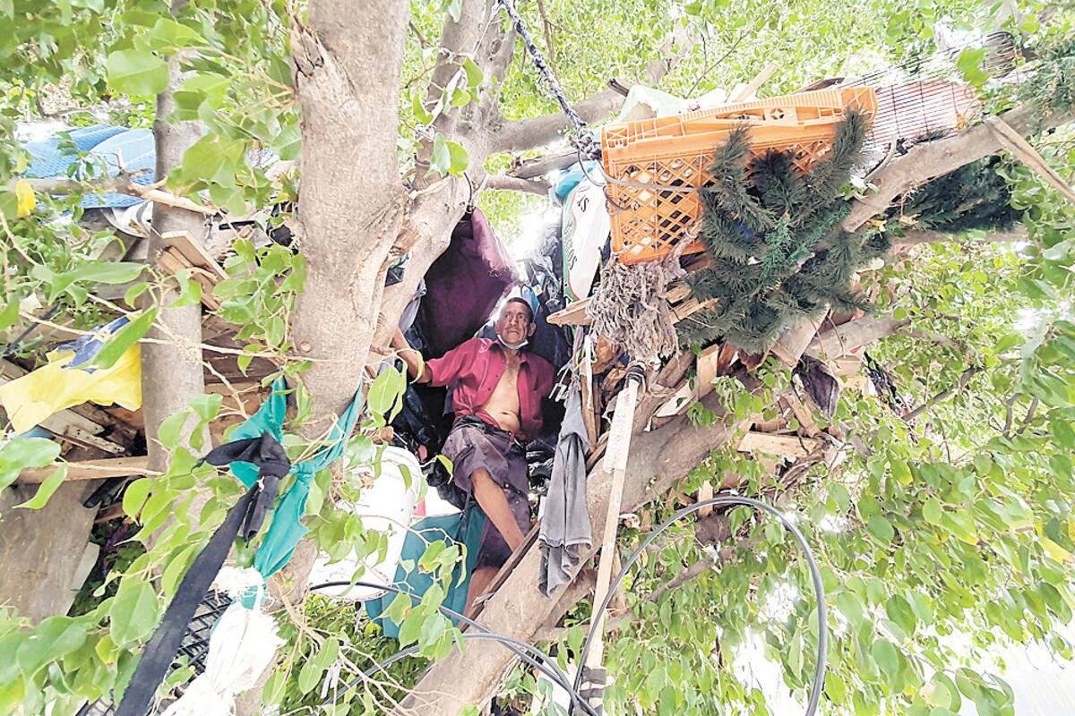 Tiene su casa en un árbol en el Centro de Hermosillo