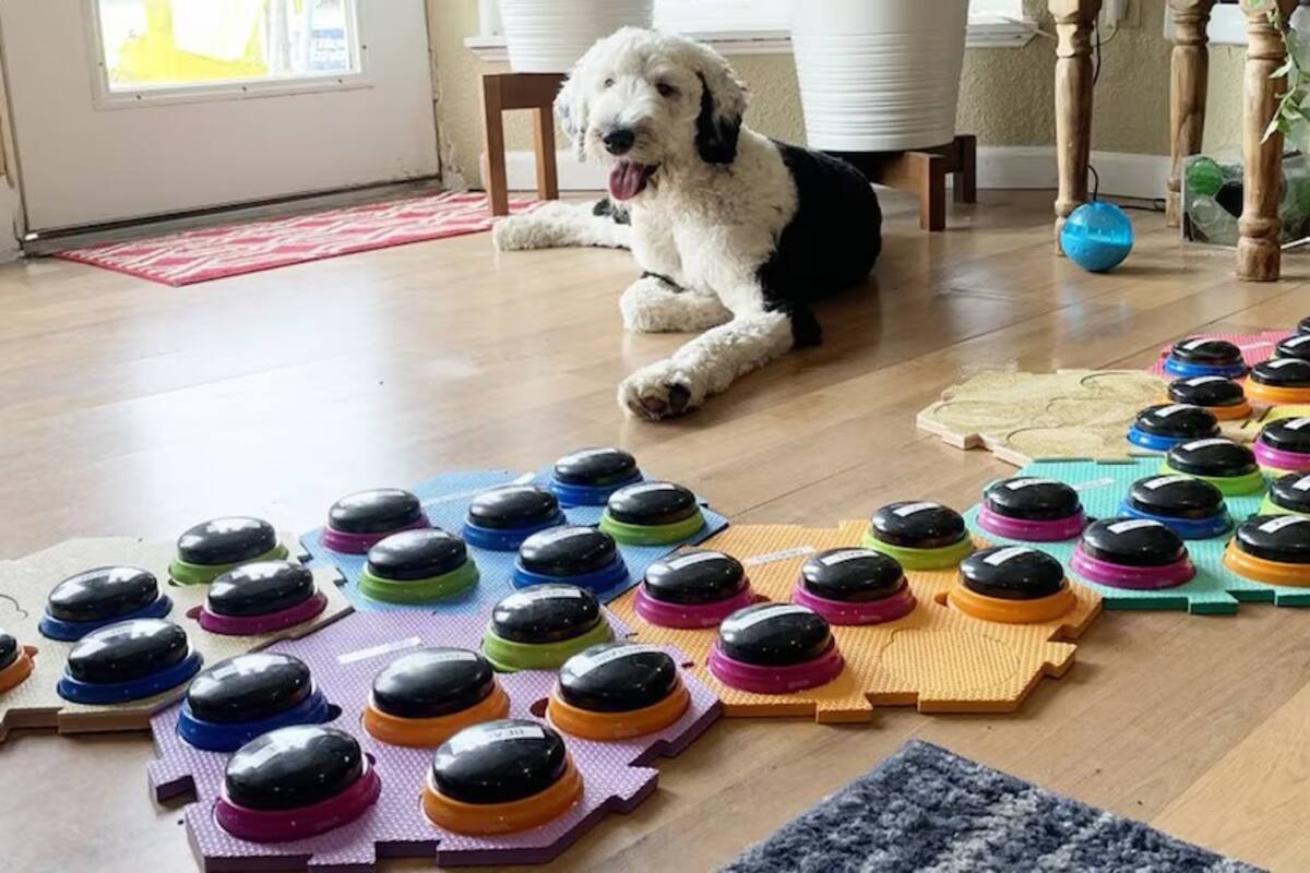 ¿Mascotas que hablan? Perros y gatos usan botones para comunicarse con humanos y ya hay videos que lo prueban