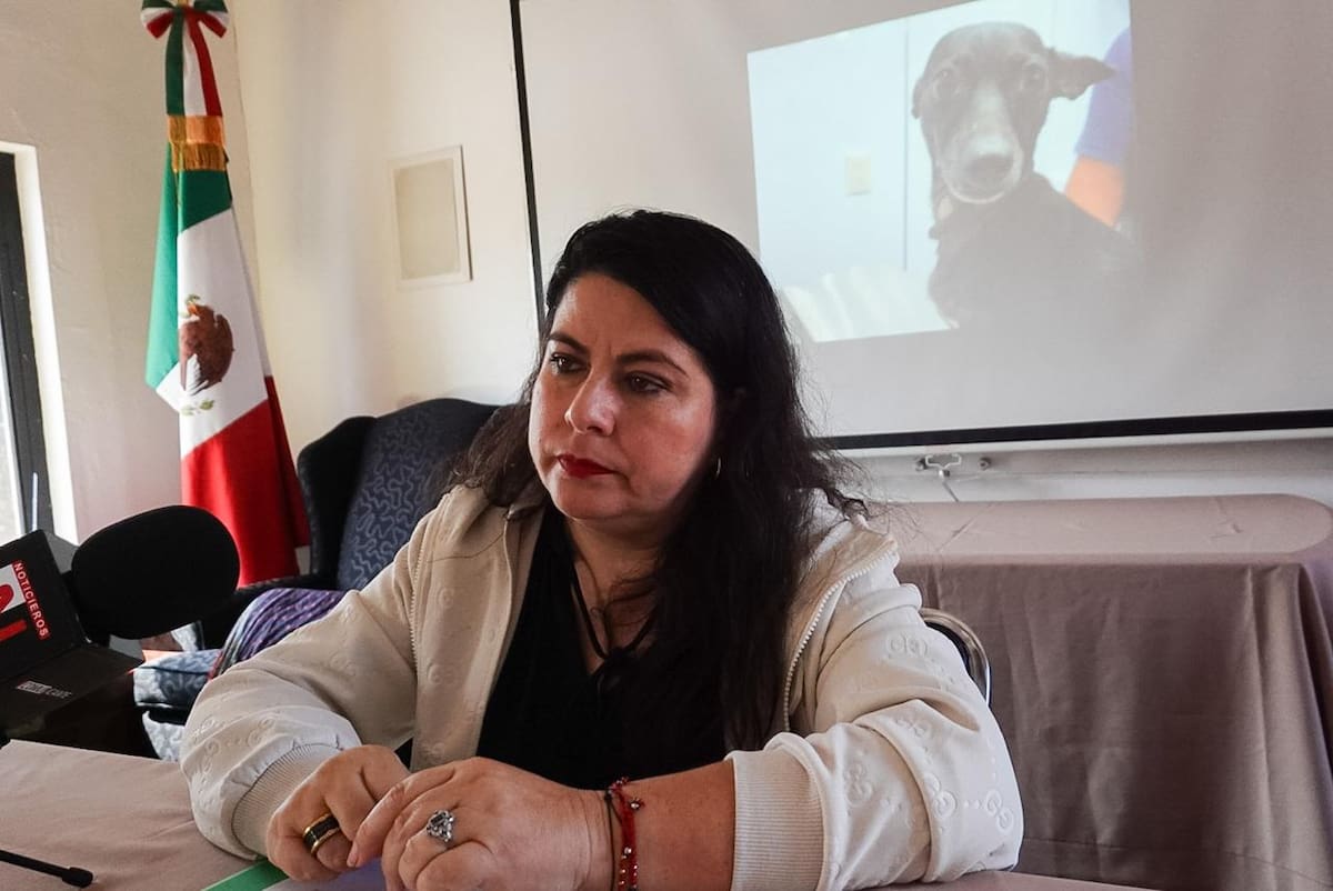 Los animales fueron retirados de un predio en condiciones de abandono y varios requieren atención veterinaria antes de ser adoptados. Foto: Border Zoom
