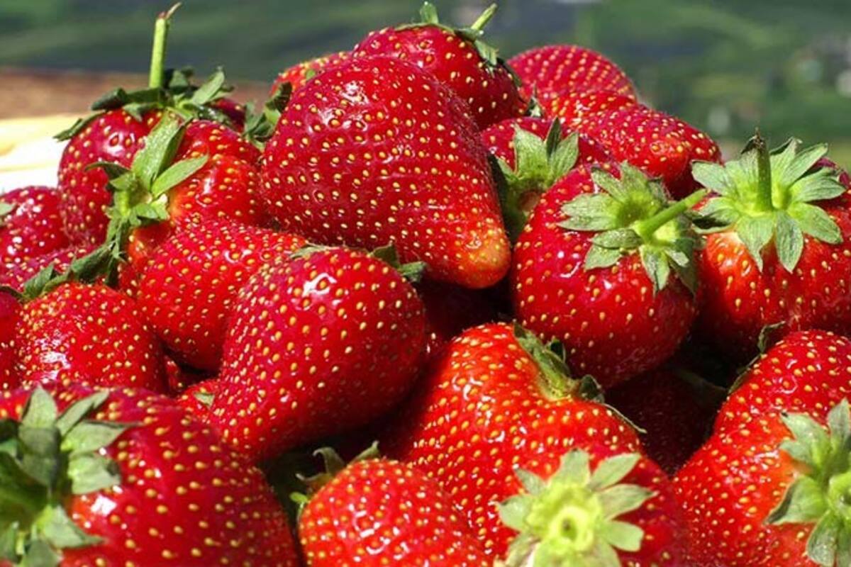 Productores lograron más de 103 mil toneladas de fresa en Ensenada