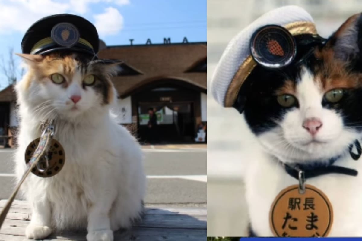 Ella es Tama: la gata que salvó una estación de tren en Japón de la quiebra