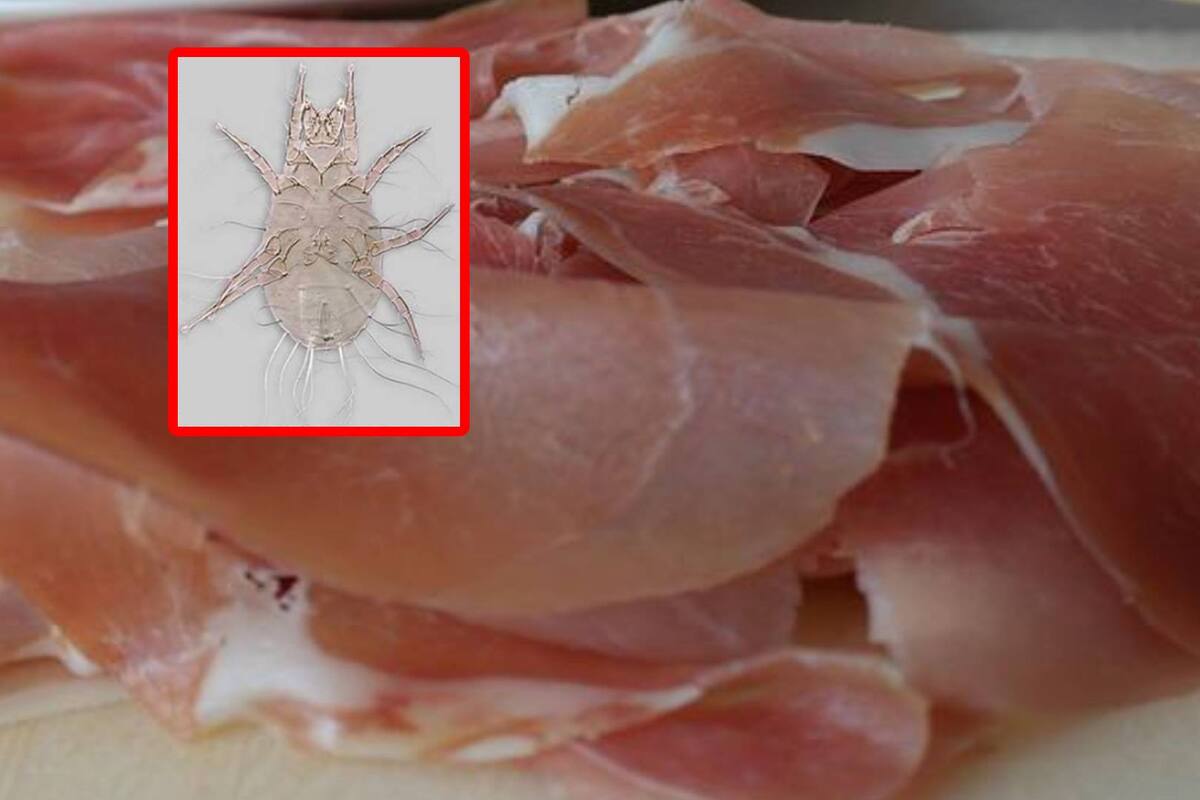 Ácaro del jamón: qué es y cómo evitar la aparición de este parásito