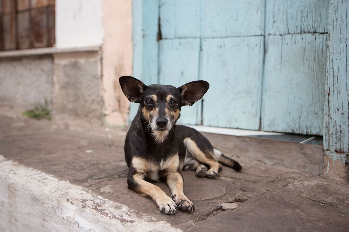Hombre en Cuernavaca, Morelos golpeó a su perro hasta matarlo, colectivos y vecinos exigen justicia