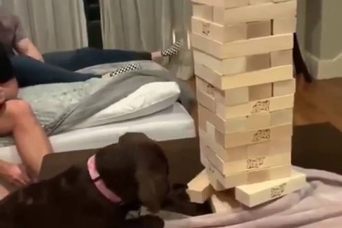 VIDEO: ¡Guau! Perrito saca una pieza del Jenga sin tirarla