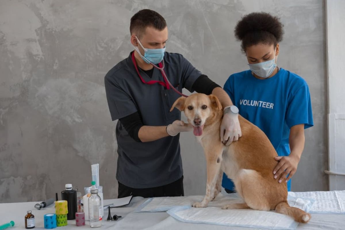 Sarampión en perros: expertos del American Kennel Club explican si existe contagio humano-canino y aclara qué virus sí pone en riesgo a tu mascota