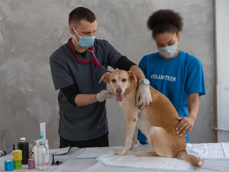 Sarampión en perros: expertos del American Kennel Club explican si existe contagio humano-canino y aclara qué virus sí pone en riesgo a tu mascota