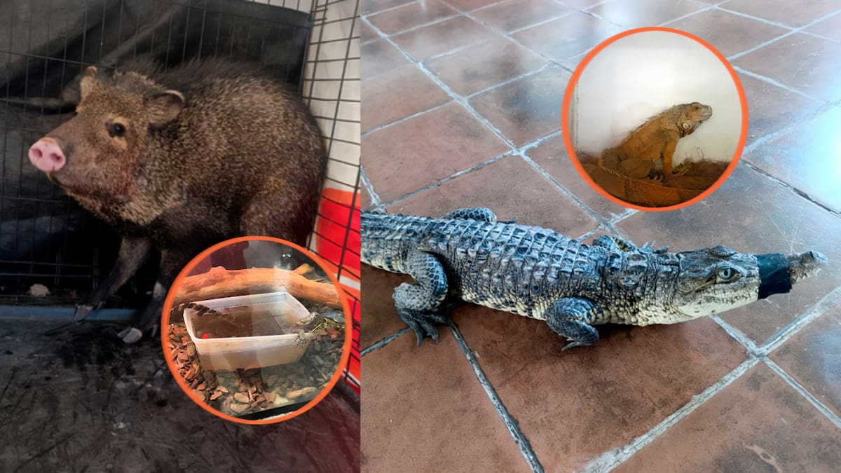 Profepa encontró tigres con daños en las garras, halcones amputados y cocodrilos en viviendas particulares durante rescates de 28 animales silvestres realizados en Aguascalientes y Durango