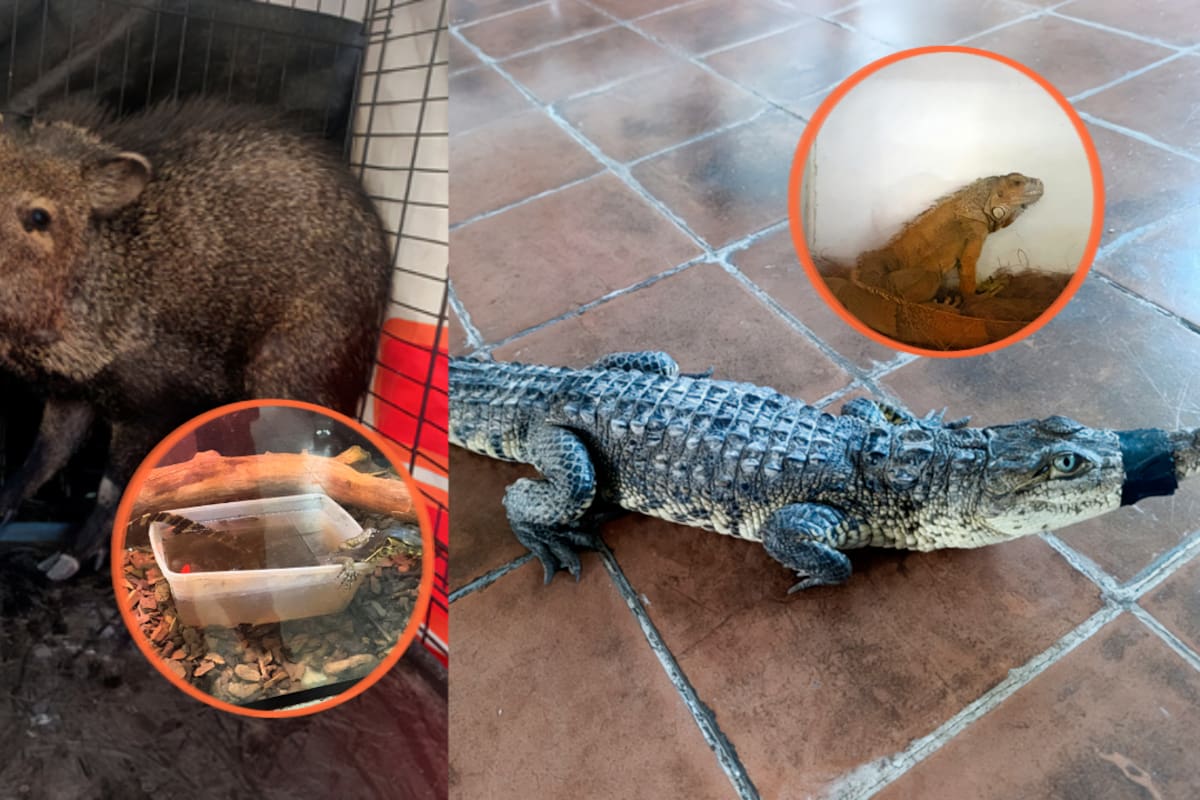 Profepa encontró tigres con daños en las garras, halcones amputados y cocodrilos en viviendas particulares durante rescates de 28 animales silvestres realizados en Aguascalientes y Durango
