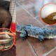 Profepa rescata 28 animales silvestres en México